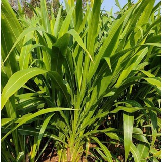 Cỏ Sữa NLT 01 ( 30 Hom giống)