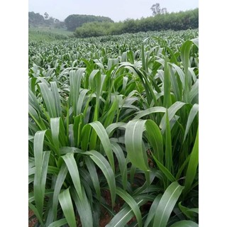 Cỏ Sữa NLT 01 (Đơn 50 hom giống)