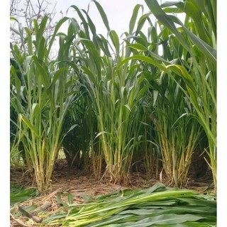 Giống cỏ sữa NLT 01 (Đơn 40 Hom)