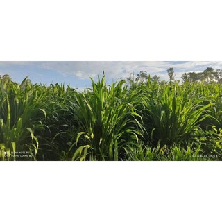 Giống cỏ sữa NLT 01 (Đơn 40 Hom)