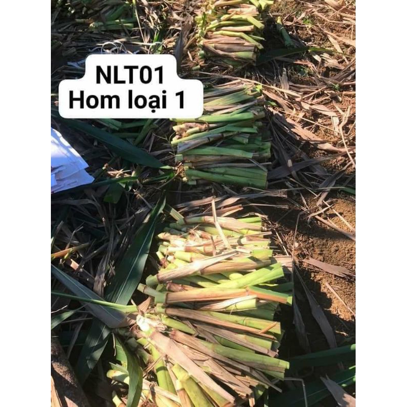 Giống cỏ sữa NLT 01 (Đơn 40 Hom)
