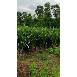 Giống cỏ sữa NLT 01 (Đơn 40 Hom)