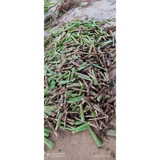 Giống cỏ sữa NLT 01 (Đơn 40 Hom)