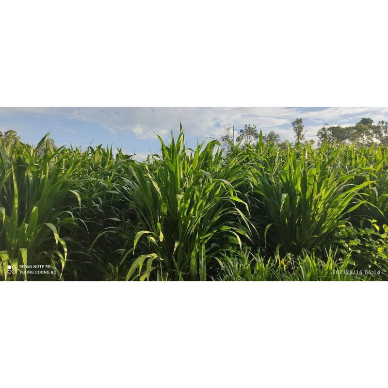 Giống cỏ sữa NLT 01