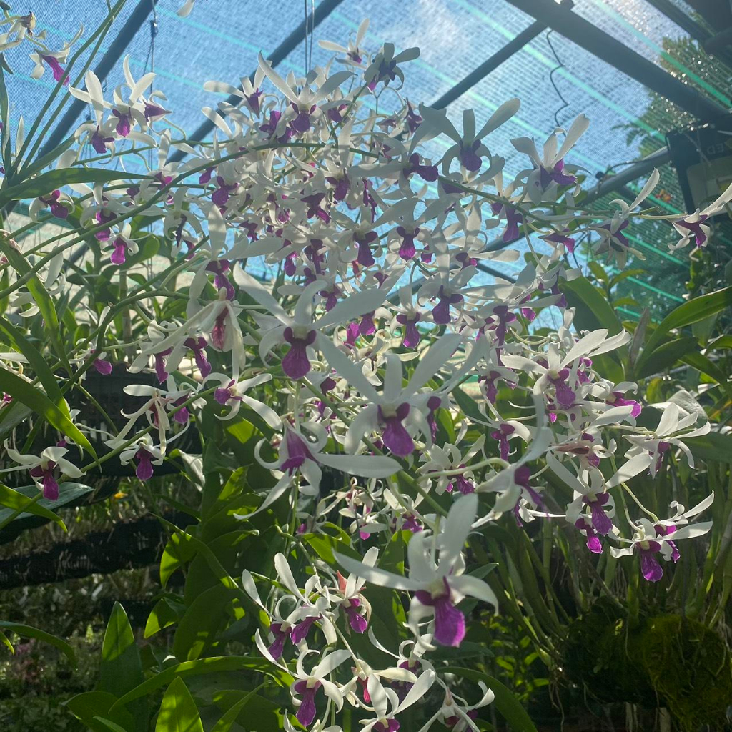 COMBO8 100 - Phân Bón Chăm Hoa Lan, Cây Cảnh Ở Mọi Giai Đoạn