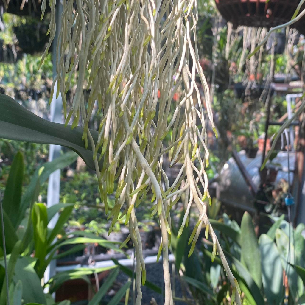 COMBO8 100 - Phân Bón Chăm Hoa Lan, Cây Cảnh Ở Mọi Giai Đoạn