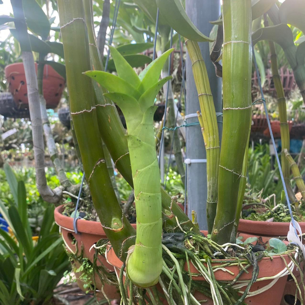 COMBO8 100 - Phân Bón Chăm Hoa Lan, Cây Cảnh Ở Mọi Giai Đoạn