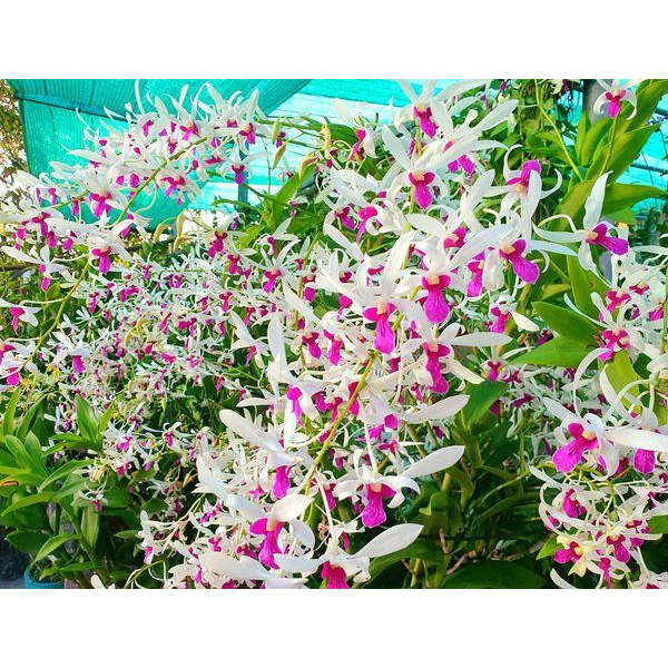 COMBO8 100 - Phân Bón Chăm Hoa Lan, Cây Cảnh Ở Mọi Giai Đoạn