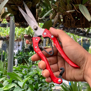 Kéo cắt tỉa cành cây