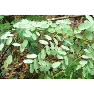 100gram hạt giống muồng ràng ràng