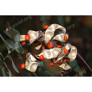 100gram hạt giống muồng ràng ràng