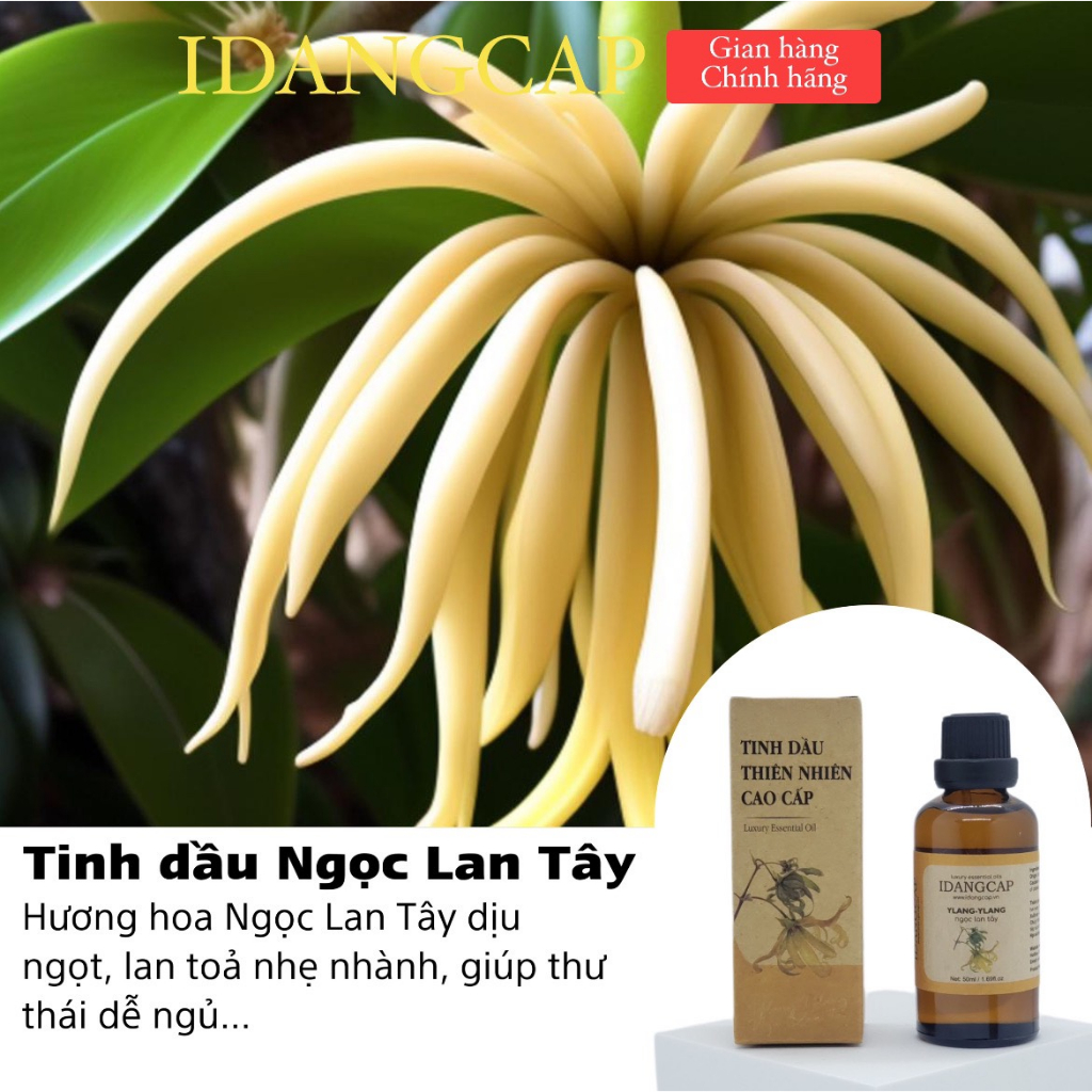 Tinh dầu ngọc lan tây nguyên chất chính hãng IDANGCAP