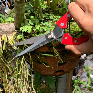 Kéo cắt tỉa cành cây
