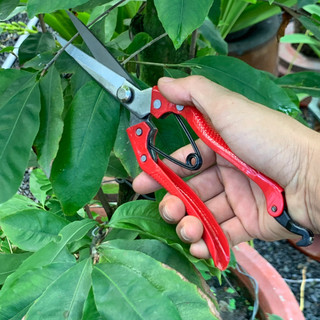 Kéo cắt tỉa cành cây