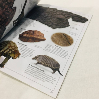 Sách Tiếng Anh - DK Eyewitness Dinosaur