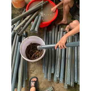 20 ống đánh lươn đầy đủ sẵn đánh 48 về chỉ bỏ mồi vào sẵn đánh luôn