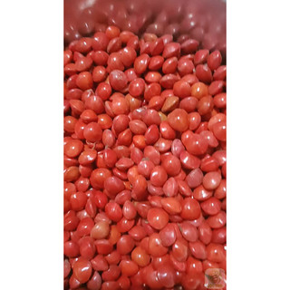 100gram hạt giống muồng ràng ràng