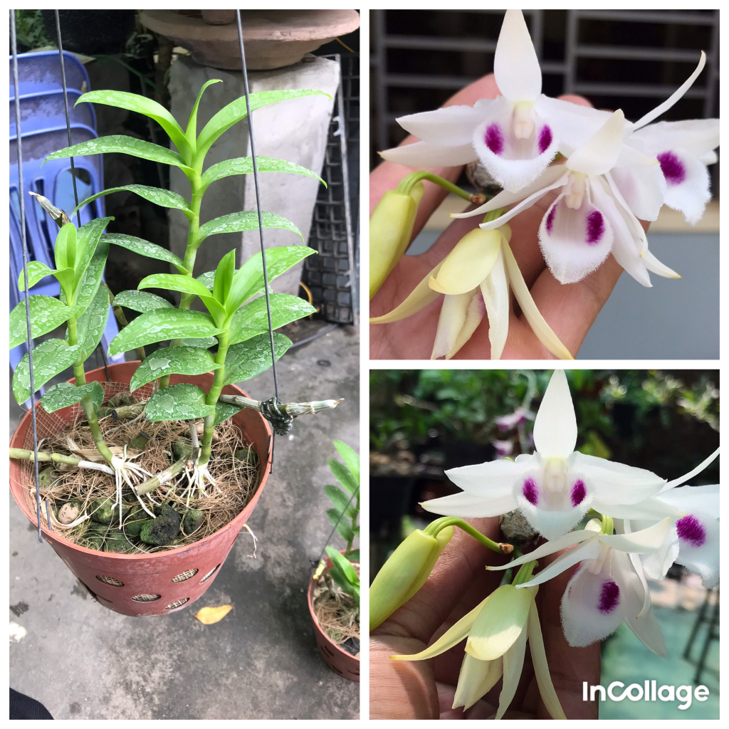 Hoa lan phi điệp tím 5ct phú thọ, HO, Cửu Long, Gái Nhẩy