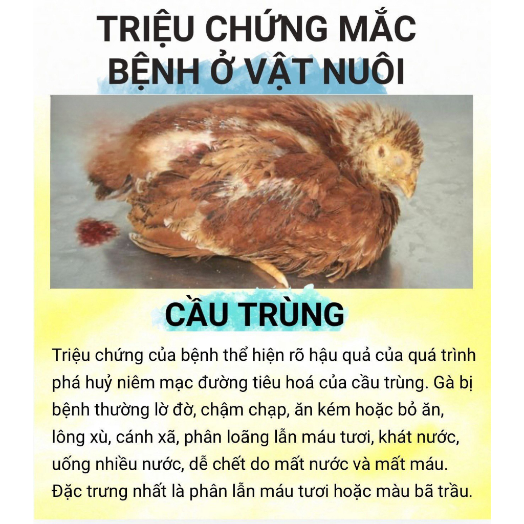 Trị phân xanh trắng , khò khè , chảy nước mũi , sưng đầu mặt và bọt mắt cho gà siêu đỉnh
