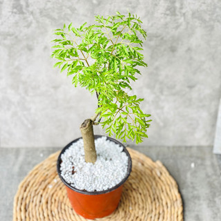 Cây đinh lăng lá nếp - cây cảnh trang trí sân vườn, ban công