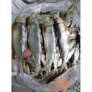 Khô cá trích loại ngon 200g