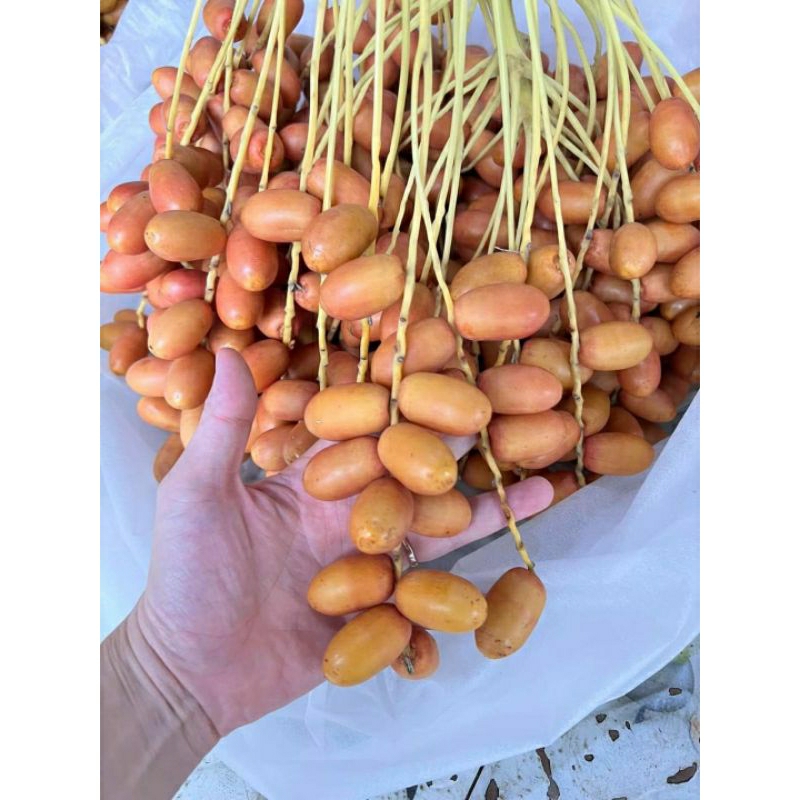 ( chỉ giao HCM) Chà là tươi giòn,ngon -500gr