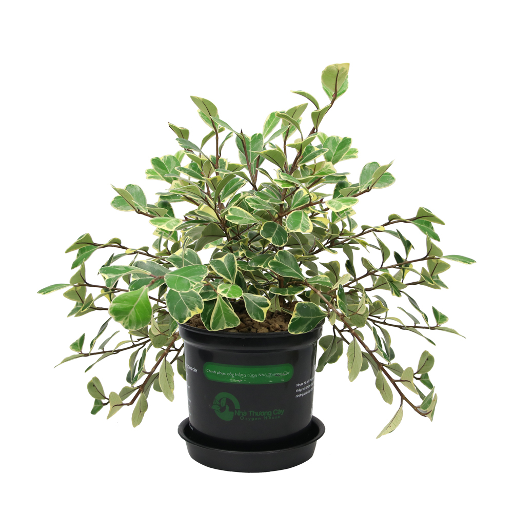 ĐA HOÀNG KIM - FICUS TRIANGULARIS VARIEGATED - CÂY TRONG NHÀ