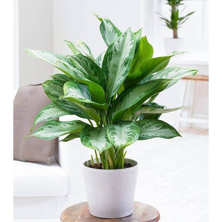 Cây hoàng hậu cao 40cm - cây phong thuỷ nội thất .