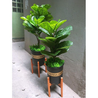 Cây bàng Singapore cao 1m (ảnh thật số 2)..