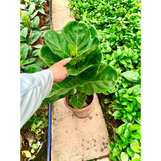 Cây bàng Singapore cao 1m (ảnh thật số 2)..