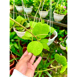 Cây lan cẩm cù trái tim (ảnh thật)