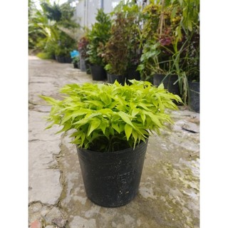Cây Trúc Chỉ- tặng kèm phân bón