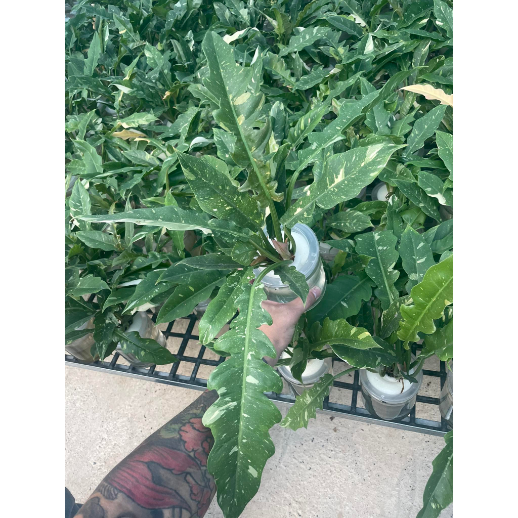 PHILODENDRON RING OF FIRE - CUNG ĐÀN VAR - TRẦU BÀ RĂNG CỌP