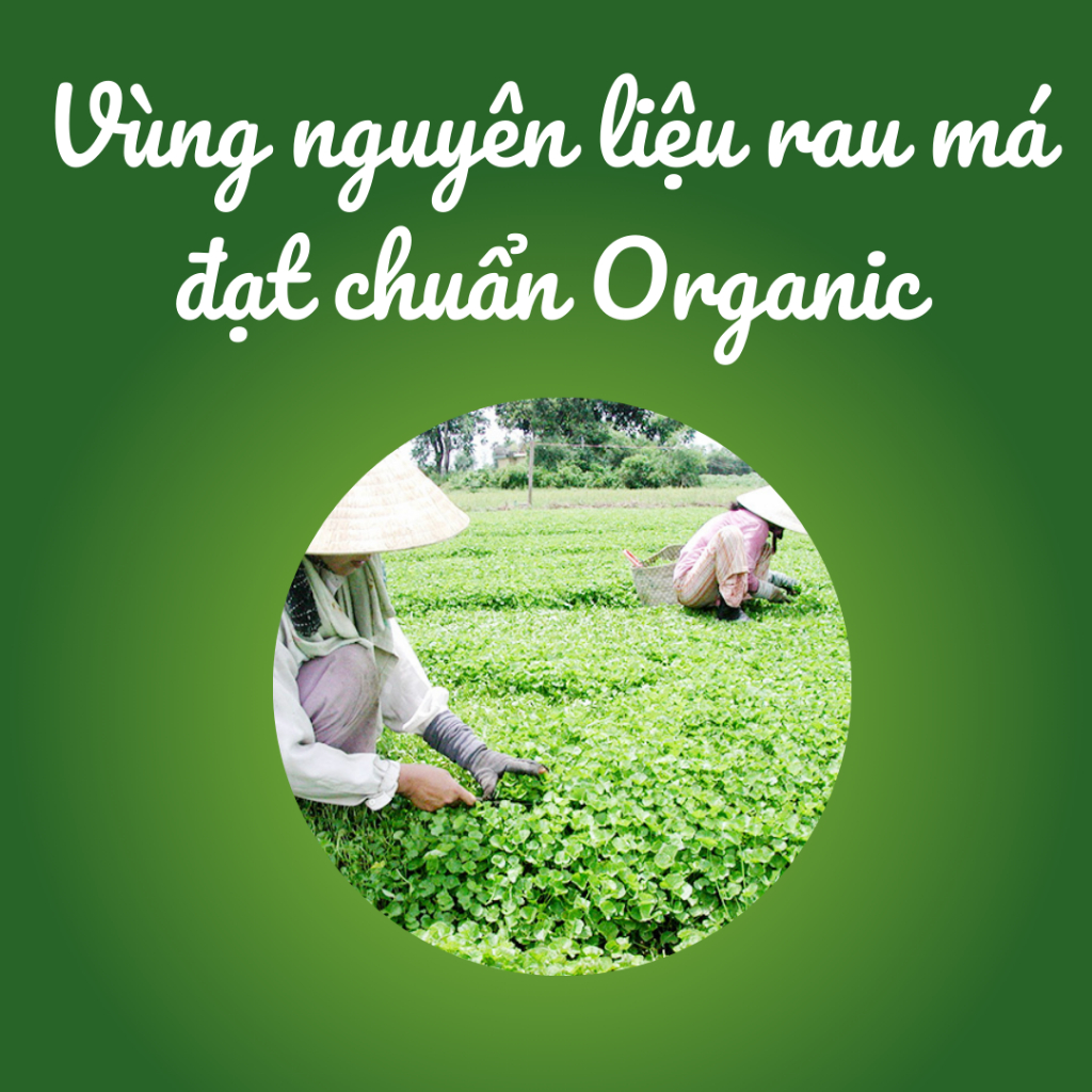 Hộp 50gr Bột Rau má mật ong OneLife hòa tan nguyên chất, giảm cân, không đường