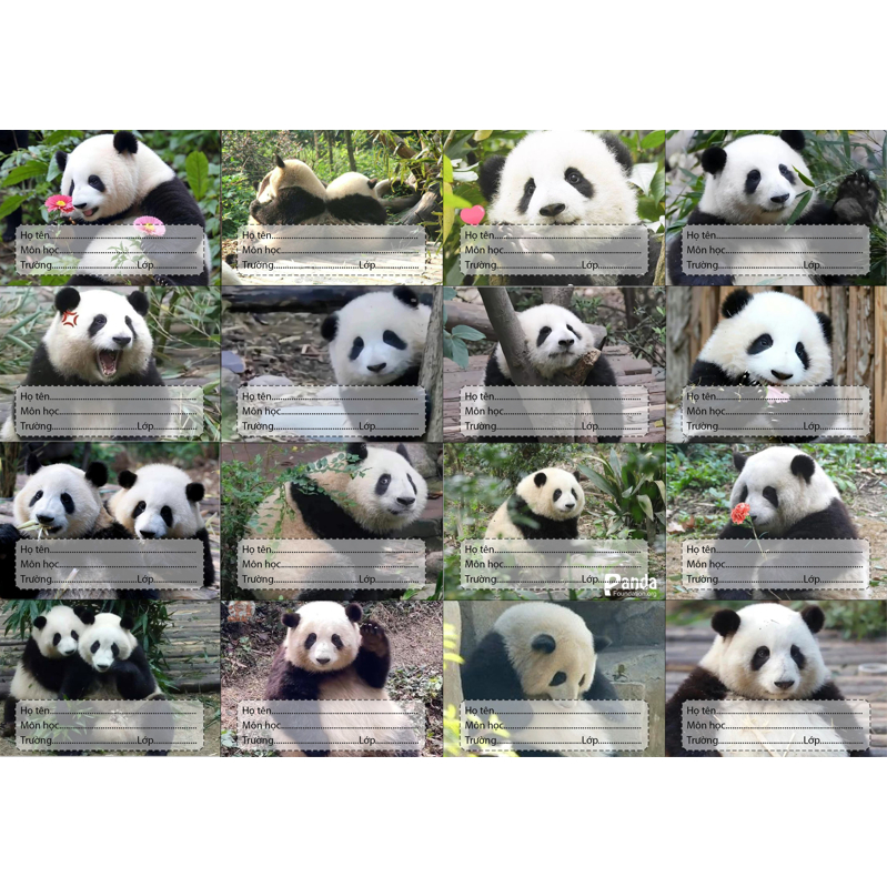 Nhãn vở Gấu trúc manh lan hoa hoa phúc bảo thất tử phi vân Pandabiz NV75 hoạt hình set 16 chiếc có keo dán sẵn