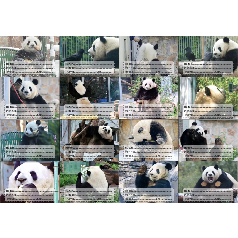 Nhãn vở Gấu trúc manh lan hoa hoa phúc bảo thất tử phi vân Pandabiz NV75 hoạt hình set 16 chiếc có keo dán sẵn