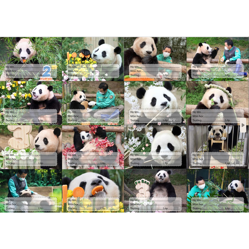 Nhãn vở Gấu trúc manh lan hoa hoa phúc bảo thất tử phi vân Pandabiz NV75 hoạt hình set 16 chiếc có keo dán sẵn