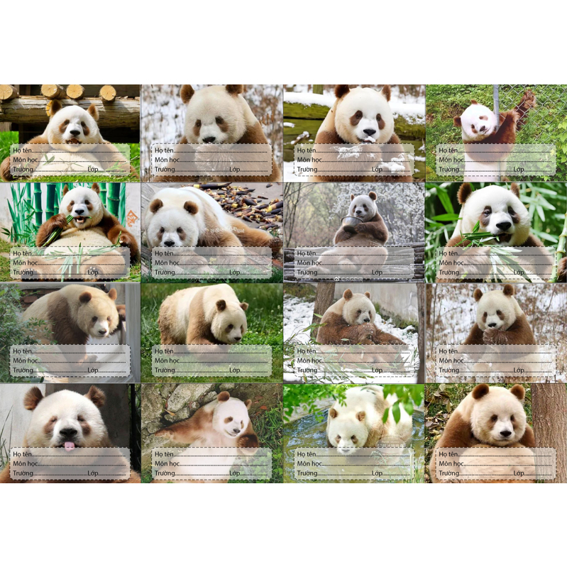 Nhãn vở Gấu trúc manh lan hoa hoa phúc bảo thất tử phi vân Pandabiz NV75 hoạt hình set 16 chiếc có keo dán sẵn