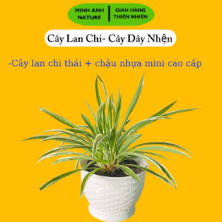 Trang Trí Nhà Cửa ,Cây Lan Chi, Cây Dây Nhện, Cây Mẫu Tử Mini Để Bàn,Trang Trí Ban Công, Giỏ treo Cửa Sổ, Treo Tường