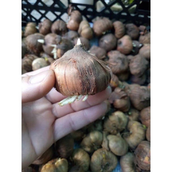 Củ hoa lay ơn  Hà Lan