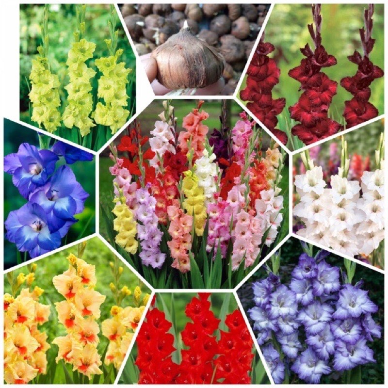 Củ hoa lay ơn  Hà Lan