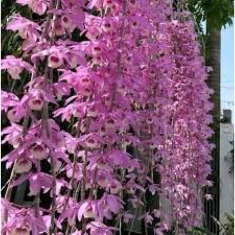 Lan giả hạc Pháp,dài 20_30 cm