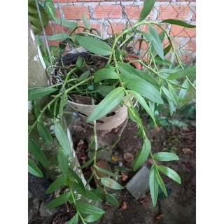 Lan giả hạc Pháp,dài 20_30 cm