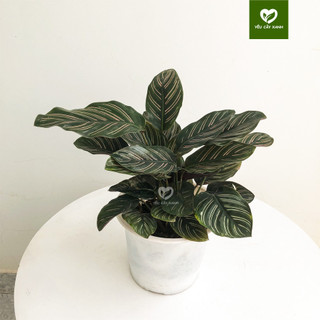 Cây Đuôi Công Tím size để bàn - Calathea Medallion