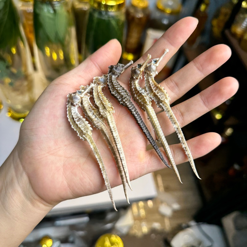 cá ngựa khô(10con)