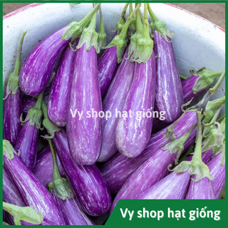 Hạt giống cà tím sọc quả dài cao sản gói 100 hạt