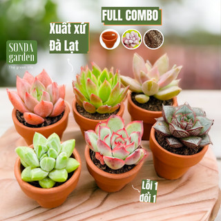  Set sen đá mini 20 cây kèm đất và chậu nung 3cm Sonda Garden lỗi 1 đổi 1 chậu sen đá đẹp. 