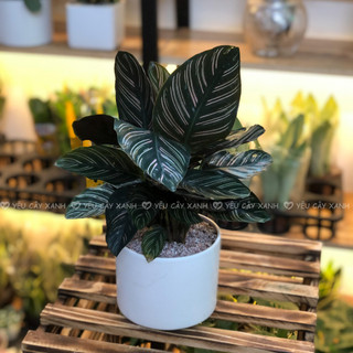 Cây Đuôi Công Tím size để bàn - Calathea Medallion
