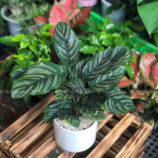 Cây Đuôi Công Tím size để bàn - Calathea Medallion