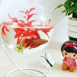 Bể cá mini treo chữ C để bàn